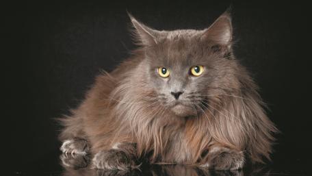 Majestic Long-Haired Cat Wallpaper wallpaper