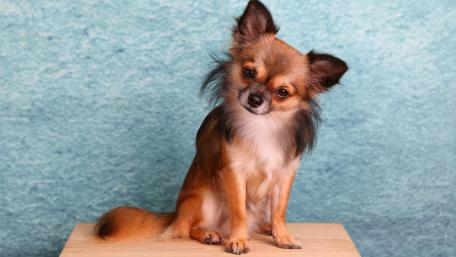 Charming Chihuahua in 4K Quality Wallpaper wallpaper