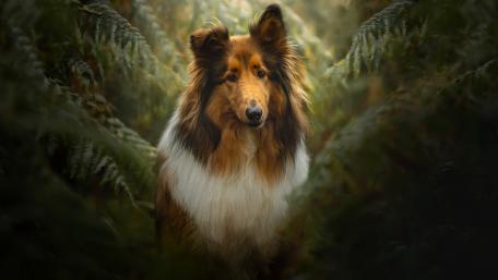Rough Collie wallpaper