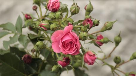 Elegant Pink Roses in Blooming Glory wallpaper