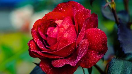 Radiant Red Rose with Dew Drops wallpaper
