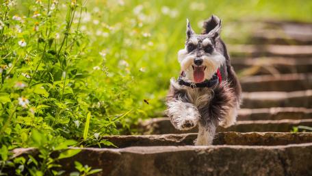 Joyful Miniature Schnauzer Running Up the Stairs wallpaper