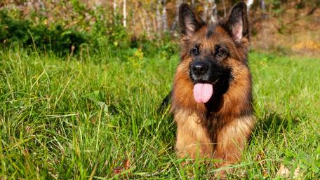 German Shepherd wallpaper