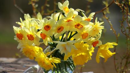 Bright Yellow Narcissus Bouquet for Spring Decor wallpaper