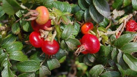 Vibrant Red Berries Amidst Lush Greenery wallpaper
