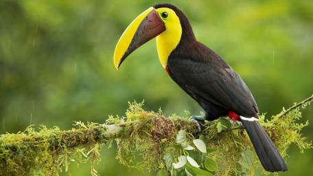 Colorful Toucan Perched Amidst Lush Greenery wallpaper