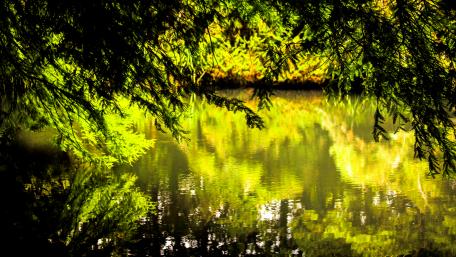 Reflections wallpaper