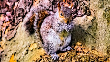 Squirrel on a tree bark wallpaper