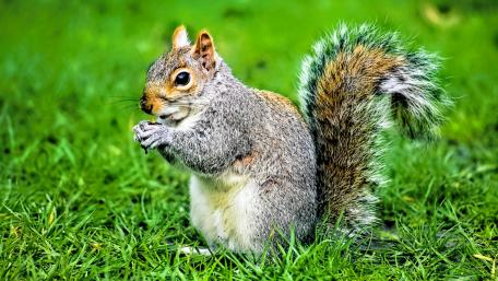 Squirrel eating a nut wallpaper