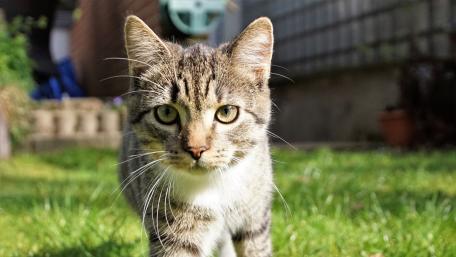 Cat in the garden wallpaper