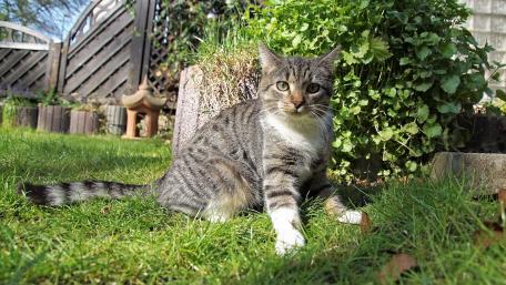 Charming Tabby Cat in a Lush Garden Scene wallpaper