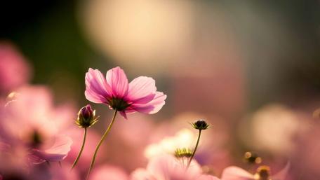 Sunlit Garden Cosmos in Blossom wallpaper