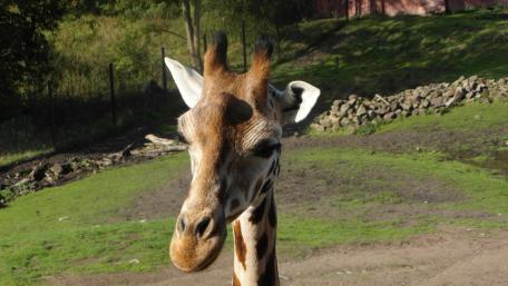 Giraffe wallpaper