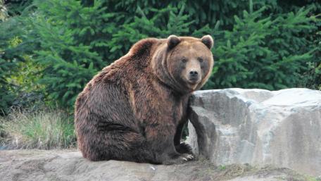 Majestic Brown Bear on a Rocky Outcrop wallpaper
