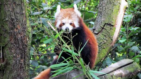 Red panda wallpaper
