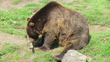 Brown bear wallpaper