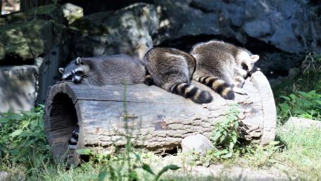 Raccoons lunch break wallpaper