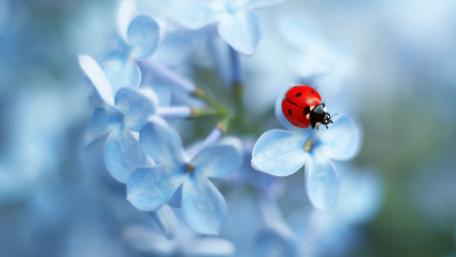 Ladybug on Blooming Blue Petals wallpaper
