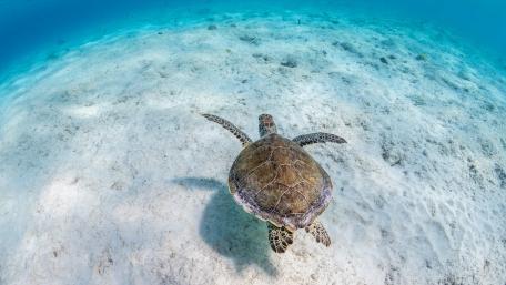 A Tranquil Journey Beneath the Waves wallpaper