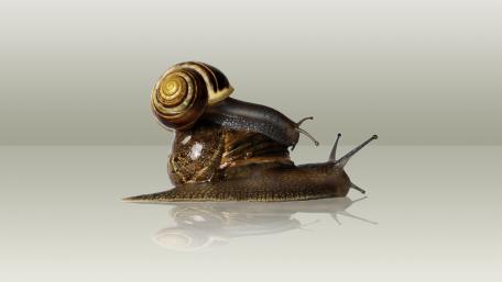 Intriguing Snail Close-Up in Stunning Detail wallpaper