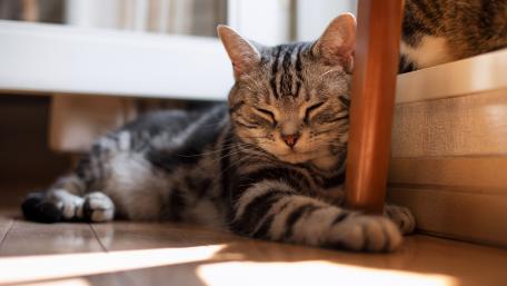 Cozy Cat Nap in Sunlight wallpaper
