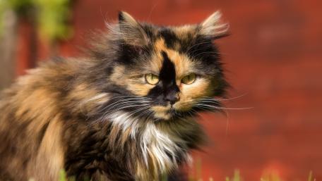 Majestic Feline Beauty in Nature wallpaper