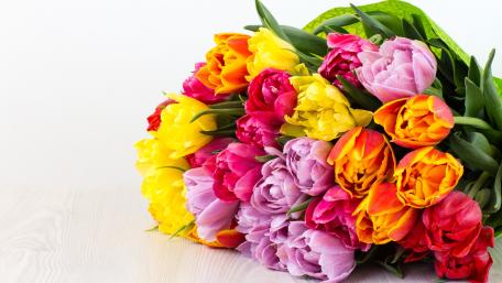 Vibrant Tulip Bouquet in Full Bloom wallpaper