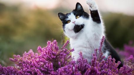 Playful Cat Amidst Beautiful Purple Flowers wallpaper