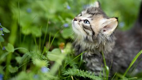 Fluffy Kitten Exploring Nature's Beauty wallpaper