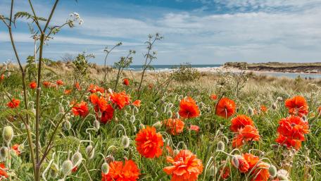 Vibrant Poppies Under Sunny Skies wallpaper