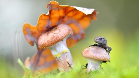 Lizard Among Autumn Mushrooms in Vibrant 4K Quality wallpaper