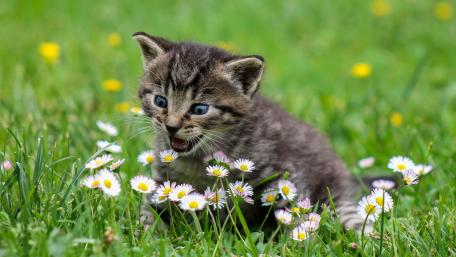 Playful Kitten Amidst Spring Blossoms wallpaper