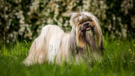 Shih Tzu wallpaper