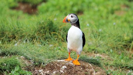 Puffin Perched on Lush Greenery Shoreline wallpaper