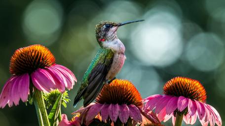 Nature's Vibrant Pollinator Magic wallpaper