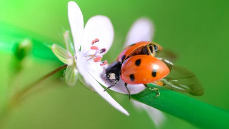 Vibrant Ladybug on Flower Macro Shot wallpaper
