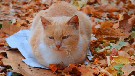 Charming Red Cat Among Autumn Leaves wallpaper