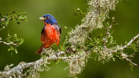 Vibrant Bird Perched on a Branch wallpaper