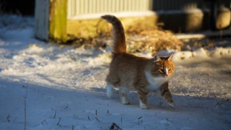 Playful Cat Exploring Winter Wonderland wallpaper