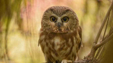 Majestic Owl in Nature's Embrace wallpaper