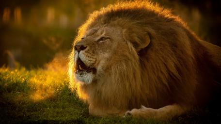 Majestic Lion Roaring at Sunset wallpaper