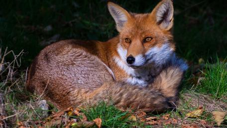 Majestic Fox Resting in Nature wallpaper