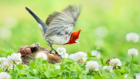 Vibrant Bird Dancing Among Clover Flowers wallpaper
