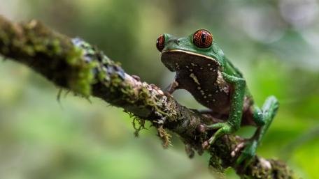 Vibrant Frog Sitting on a Twig in Nature wallpaper