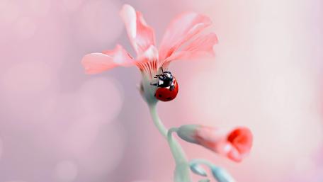 Delicate Ladybug on Blooming Flower wallpaper