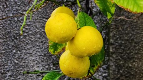 Vibrant Yellow Citron Fruits on a Tree wallpaper