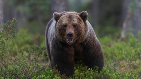 Majestic Bear in Natural Habitat wallpaper
