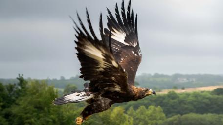 Majestic Eagle in Flight wallpaper