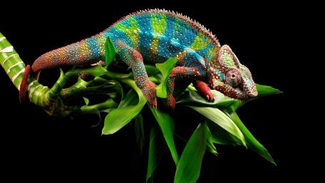 Chameleon in Vivid Colors wallpaper