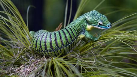 Lively Green Lizard in Nature's Embrace wallpaper